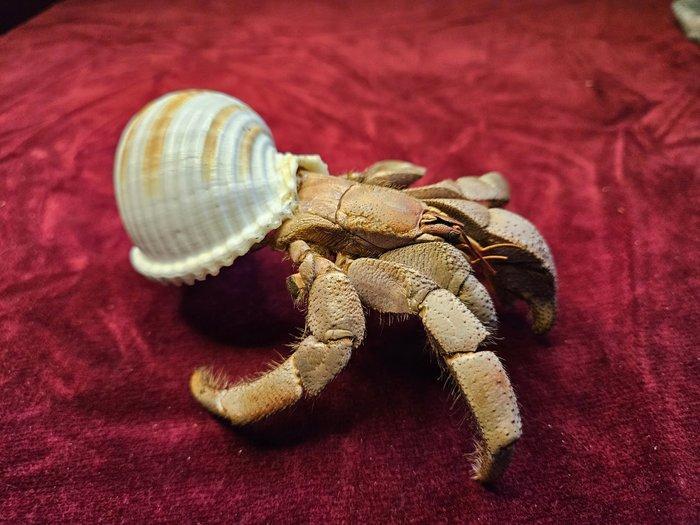 heremietkreeft Taxidermie volledige montage - Paguroidea - 5, Verzamelen, Dierenverzamelingen