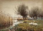 R Hamilton-Chapman (act. 1881-1923) - Swans by a riverside