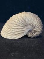 Nautilus Zeeschelp - S-55 ARGONAUTA HIANS (Zonder, Antiek en Kunst