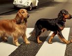 Monady (1999) - Doggie Road