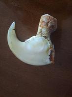 Afrikaanse leeuwenklauw Bot - Panthera leo - 55 mm - 61 mm -, Verzamelen, Nieuw