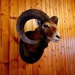Mouflon Support de corps entier pour taxidermie - Ovis, Nieuw