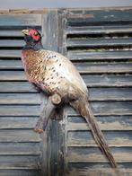 Faisan Support de corps entier pour taxidermie - Phasianus, Collections, Collections Animaux