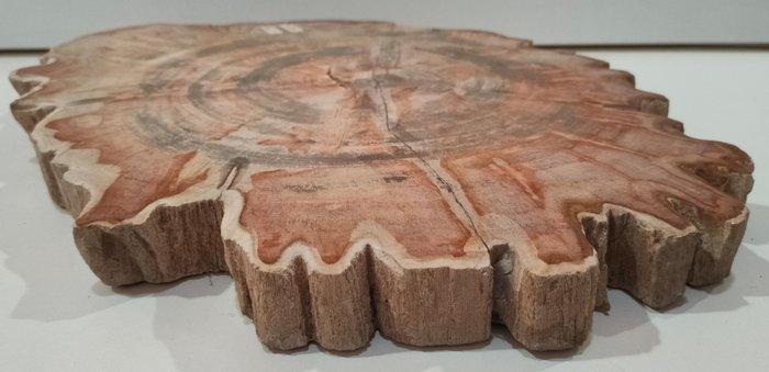 Versteend hout - Gefossiliseerd hout - Dipterocarpus sp. - 3, Antiek en Kunst, Curiosa en Brocante