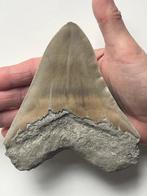 Grote Megalodon-tand 12,8 cm - Fossiele tand - Carcharocles, Verzamelen