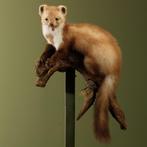 Steenmarter Taxidermie Opgezette Dieren By Max, Ophalen of Verzenden, Nieuw, Wild dier, Opgezet dier