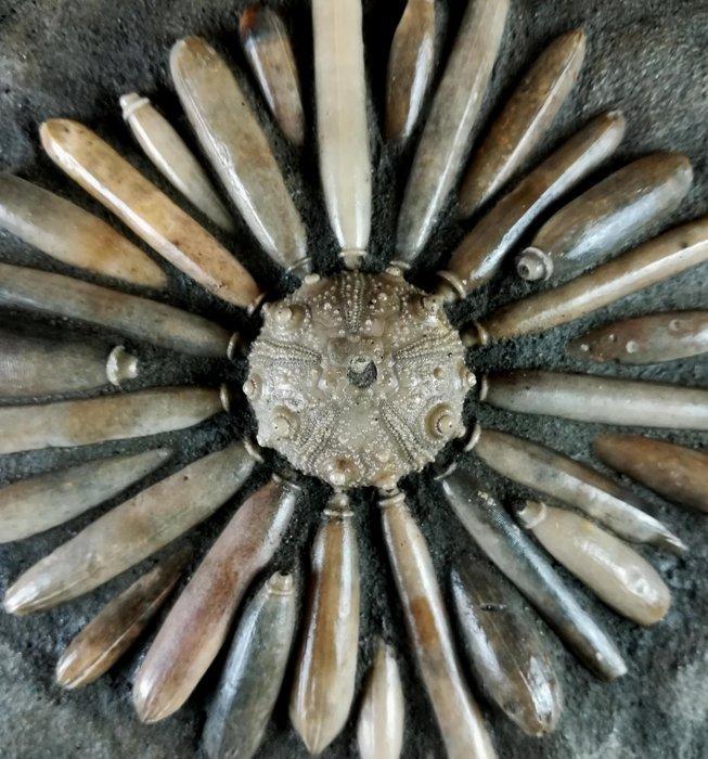Fossiele zee-egel van hoge kwaliteit!!! - Schelp met, Verzamelen, Mineralen en Fossielen