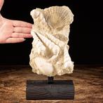 Plak fossiele schelpen - Fossiel fragment - Pecten &
