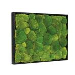Mosschilderij Bolmos 60x60 cm Zwart, Huis en Inrichting, Verzenden, Nieuw