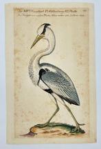 Johann Leonhard Frisch (1666–1743) - Hand-Coloured Engraving, Nieuw