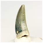 Gem Grade Afrovenator abakensis Megalosaurid Dinosaur Tooth