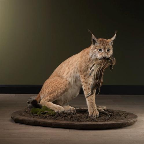 Lynx met Frisling Taxidermie Opgezette Dieren By Max, Collections, Collections Animaux, Enlèvement ou Envoi
