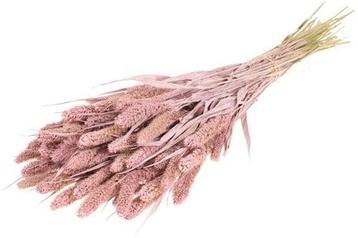 Setaria Trosgierst Misty Pink Bundel beschikbaar voor biedingen