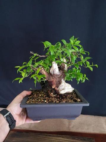 Bonsaï Myrte (Myrtus communis) - Hauteur (arbre) : 22 cm -