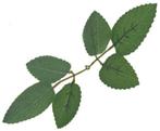 Zijden Rozenbladeren Groen 17 cm zak 120 stuks, Nieuw