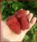 Frambozen met super grote (heerlijke) aromatische vruchten!!