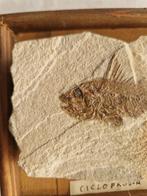 Vis - Fossiel skelet - 3 cm - 13 cm
