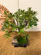 Azalea bonsai (Rhododendron) - Hoogte (boom): 30 cm - Diepte