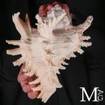 Speciale kleur !!! Voor verzamelaar - 242 mm - Zeeschelp -, Antiek en Kunst