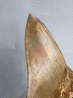 Megalodon - Fossiele tand - Carcharocles megalodon - 13.3 cm, Verzamelen