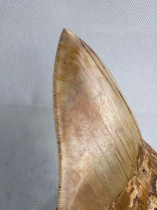 Megalodon - Fossiele tand - Carcharocles megalodon - 13.3 cm, Verzamelen, Mineralen en Fossielen