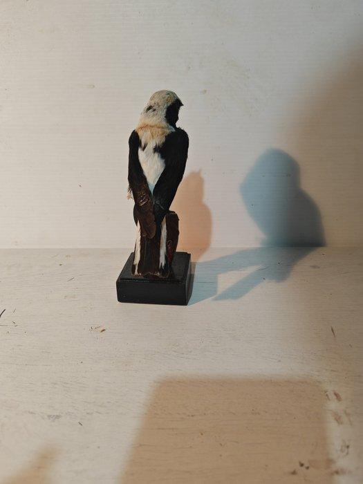 Monachella Taxidermie volledige montage - Oenanthe hispanica, Verzamelen, Dierenverzamelingen