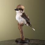 Kookaburra Taxidermie Opgezette Dieren By Max, Ophalen of Verzenden, Nieuw, Vogel, Opgezet dier