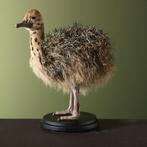 Struisvogel Jong Taxidermie Opgezette Dieren By Max, Ophalen of Verzenden, Nieuw, Vogel, Opgezet dier