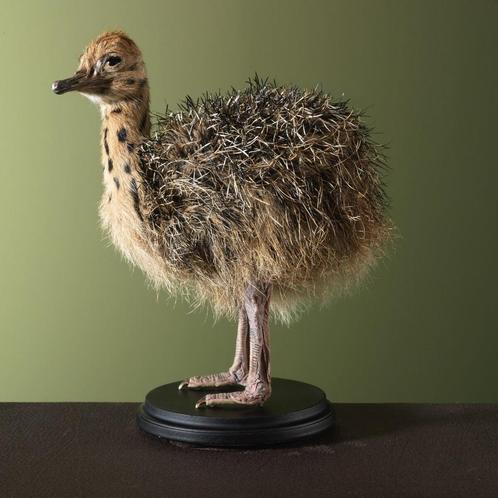 Struisvogel Jong Taxidermie Opgezette Dieren By Max, Verzamelen, Dierenverzamelingen, Opgezet dier, Nieuw, Vogel, Ophalen of Verzenden