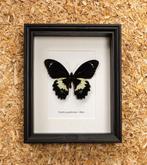 Vlinder Taxidermie volledige montage - Papilio gambrisius -