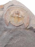 Trilobiet - Gefossiliseerd dier - Zeer mooi  geprepareerde, Collections