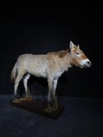 Le plus rare - le cheval de Przewalski - Crâne - Equus ferus, Nieuw