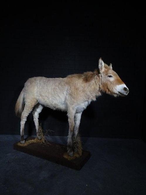 Le plus rare - le cheval de Przewalski - Crâne - Equus ferus, Verzamelen, Dierenverzamelingen