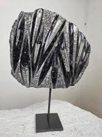 Orthoceras - Gefossiliseerd dier - 21 cm - 23 cm