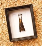 Vleermuis Taxidermie volledige montage - Cynopterus sphinx -, Verzamelen, Dierenverzamelingen, Nieuw