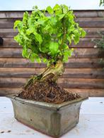 Liguster bonsai (Ligustrum) - Hoogte (boom): 21 cm - Diepte, Antiek en Kunst