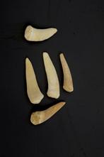 Fossiele tand - 5x enchodus libycus  OHNE MINDESTPREIS  70, Nieuw