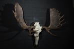 Canadian Elk/Moose Schedel - Alces alces - 65 cm - 120 cm -, Collections