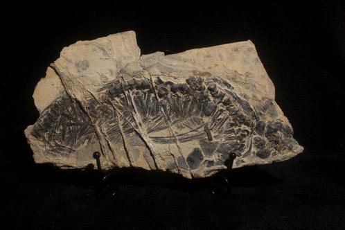 Reptile marin - Animal fossilisé - Mixosaurus - 26 cm - 12, Collections, Minéraux & Fossiles