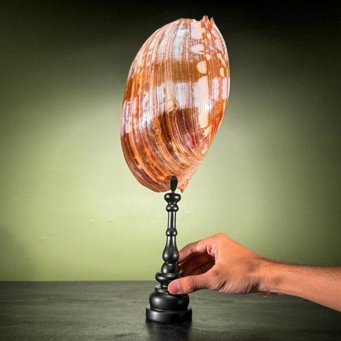 Melo amfora schelp op een aangepaste standaard - Zeeschelp -, Antiek en Kunst, Kunst | Designobjecten