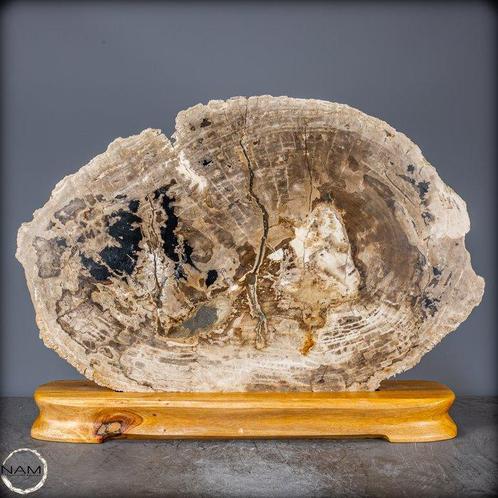 Disque en bois pétrifié naturel large Motif rare sur, Verzamelen, Dierenverzamelingen