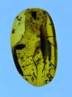 Ambre - Ambre - Big cricket+Oniscidae+Diplopoda, Burmese