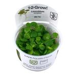 Tropica Limnobium laevigatum 1-2-grow! (easy), Dieren en Toebehoren, Vissen | Aquaria en Toebehoren, Verzenden, Nieuw