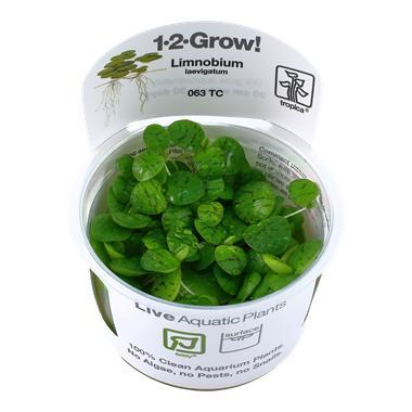 Tropica Limnobium laevigatum 1-2-grow! (easy), Dieren en Toebehoren, Vissen | Aquaria en Toebehoren, Nieuw, Verzenden