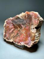 Fossiel hout- Verbazingwekkende paarse kleur -, Verzamelen, Mineralen en Fossielen