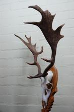 Fallow Buck Trophy Schedel - Dama dama - 33 cm - 70 cm - 60, Nieuw