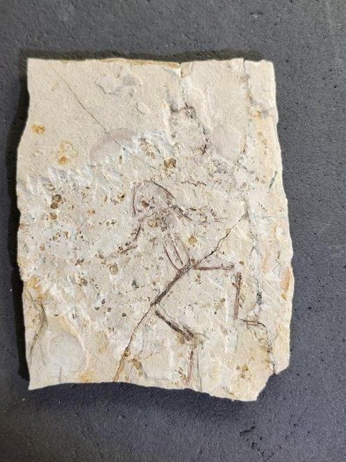 Een kleine kikker - Gefossiliseerd dier - 13 cm, Verzamelen, Mineralen en Fossielen