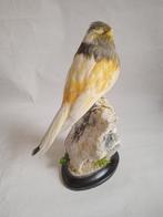 -alouette Support de corps entier pour taxidermie - Canaria, Nieuw