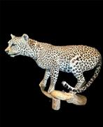 Luipaard Taxidermie wandmontage - Panthera pardus - 90 cm -, Nieuw