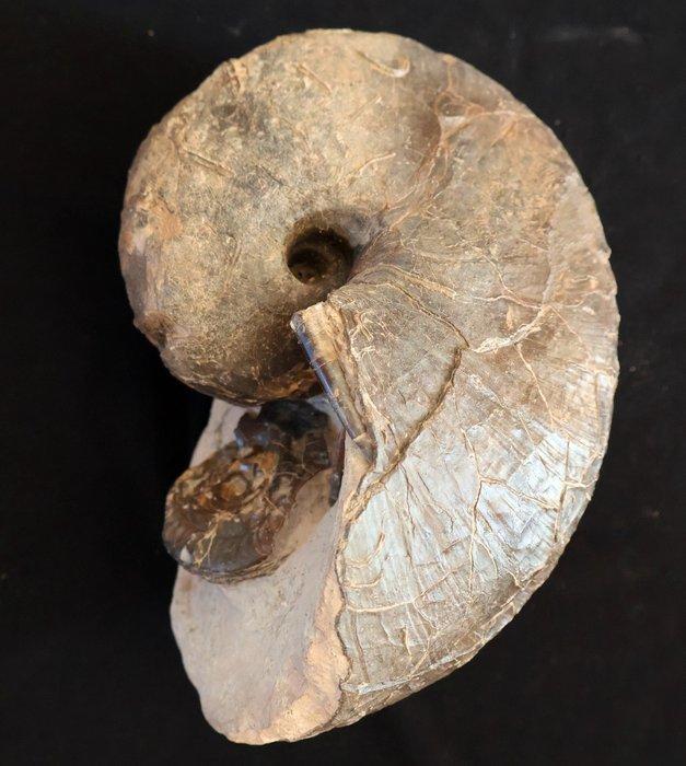 Nautilus - Gefossiliseerde schelp - Cenoceras belmontense -, Verzamelen, Mineralen en Fossielen